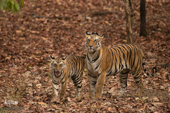 ببر گونه‌ای در خطر انقراض