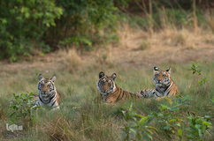 ببر گونه‌ای در خطر انقراض