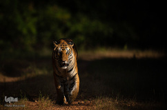 ببر گونه‌ای در خطر انقراض