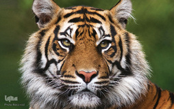 ببر گونه‌ای در خطر انقراض