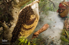 شهد شیرین عسل