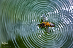 شهد شیرین عسل