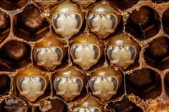 شهد شیرین عسل