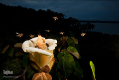 شهد شیرین عسل