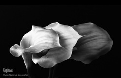 تصاویر برگزیده هفته نشنال‌جئوگرافیک