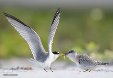 پرندگان در حال شکار