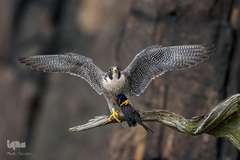 پرندگان در حال شکار