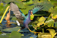 پرندگان در حال شکار