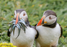 پرندگان در حال شکار