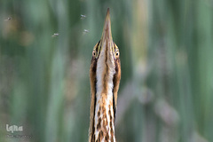 پرندگانی که شما را به خنده می‌اندازند