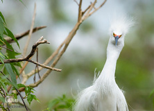 پرندگانی که شما را به خنده می‌اندازند