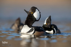 پرندگانی که شما را به خنده می‌اندازند