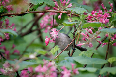 پرندگانی که شما را به خنده می‌اندازند