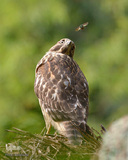 پرندگانی که شما را به خنده می‌اندازند