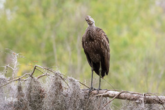 پرندگانی که شما را به خنده می‌اندازند