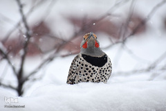 پرندگانی که شما را به خنده می‌اندازند