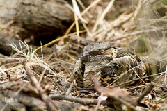 پرندگانی که شما را به خنده می‌اندازند