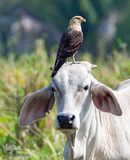 تصاویر غیر معمول از پرندگان