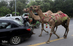 عید قربان در دیگر کشورها