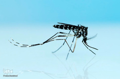 روز جهانی پشه