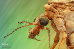 روز جهانی پشه