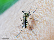 روز جهانی پشه