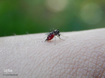 روز جهانی پشه