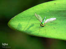 روز جهانی پشه