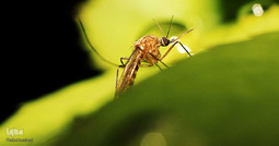 روز جهانی پشه