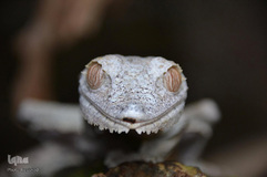 تصاویر برگزیده هفته نشنال‌جئوگرافیک