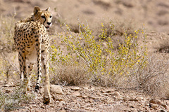 روز ملی حفاظت از یوزپلنگ آسیایی