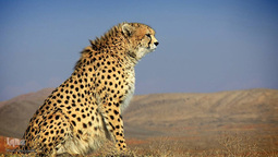 روز ملی حفاظت از یوزپلنگ آسیایی