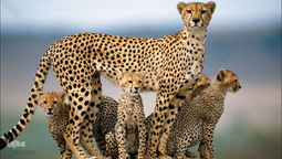 روز ملی حفاظت از یوزپلنگ آسیایی