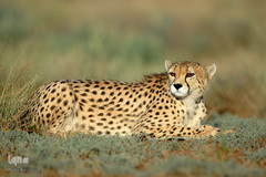 روز ملی حفاظت از یوزپلنگ آسیایی