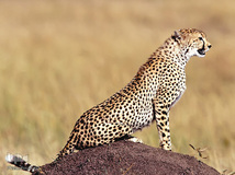 روز ملی حفاظت از یوزپلنگ آسیایی