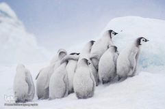 زندگی شگفت‌انگیز حیوانات