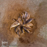 زندگی شگفت‌انگیز حیوانات