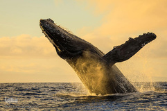 زندگی شگفت‌انگیز حیوانات