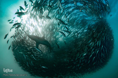 زندگی شگفت‌انگیز حیوانات