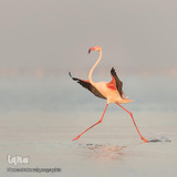 زندگی شگفت‌انگیز حیوانات