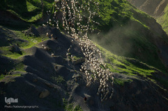 زندگی شگفت‌انگیز حیوانات