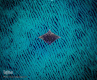 زندگی شگفت‌انگیز حیوانات