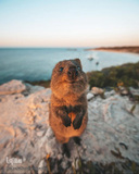 زندگی شگفت‌انگیز حیوانات