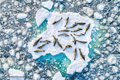 زندگی شگفت‌انگیز حیوانات