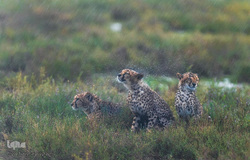 زندگی شگفت‌انگیز حیوانات