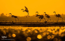 زندگی شگفت‌انگیز حیوانات