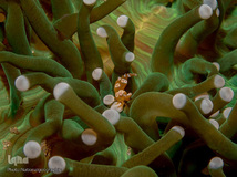 زندگی شگفت‌انگیز حیوانات