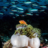 زندگی شگفت‌انگیز حیوانات