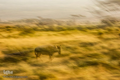 زندگی شگفت‌انگیز حیوانات