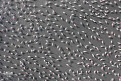 زندگی شگفت‌انگیز حیوانات